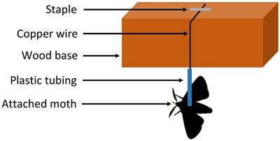 Effect of rearing conditions on fatty acid allocation during flight in nectivorous lepidopteran Mythimna unipuncta